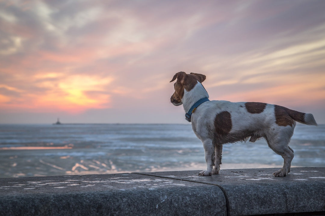 What to do if you lose your hound while out walking