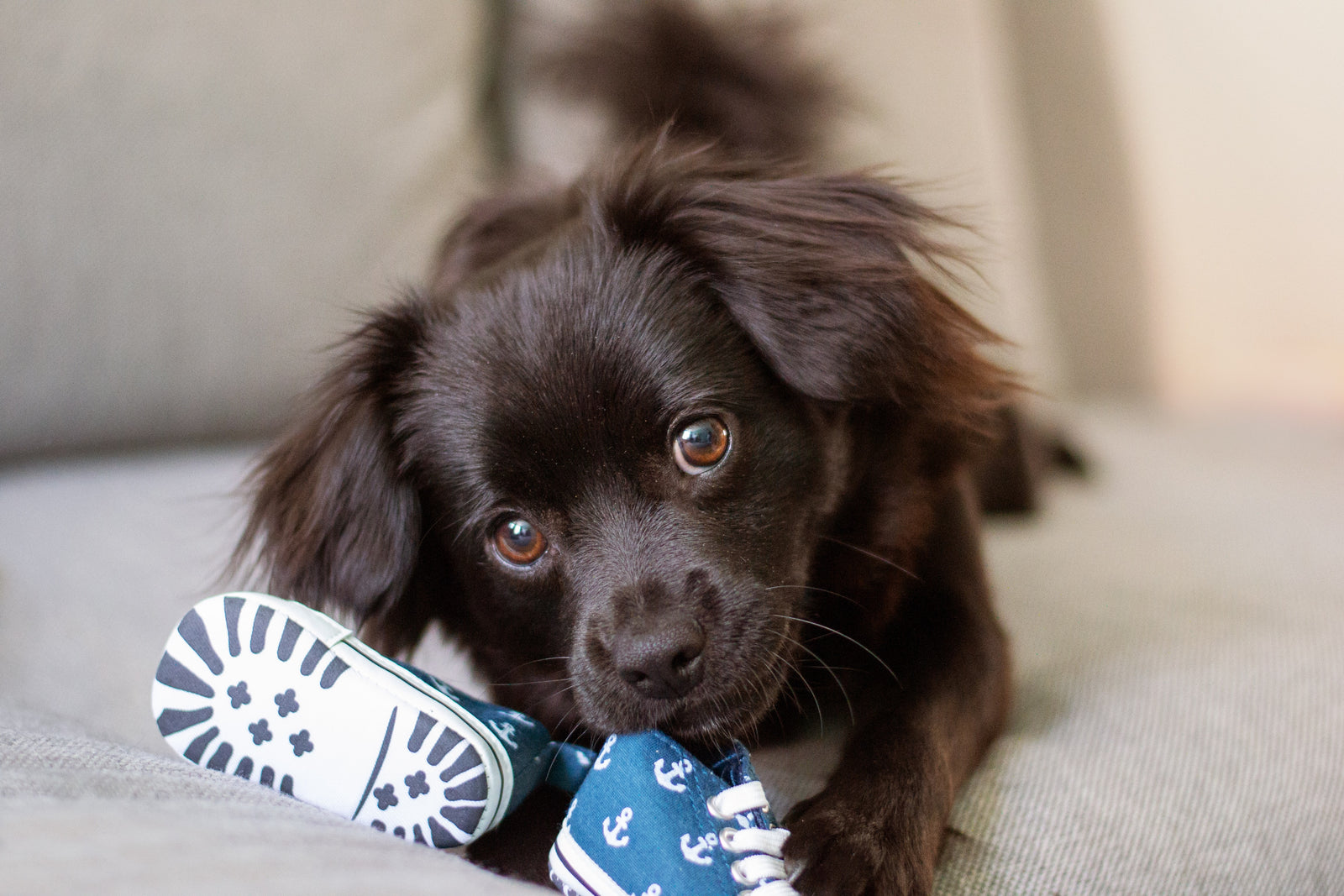 4 Common Behavorial Issues Seen in Popular Dog Breeds