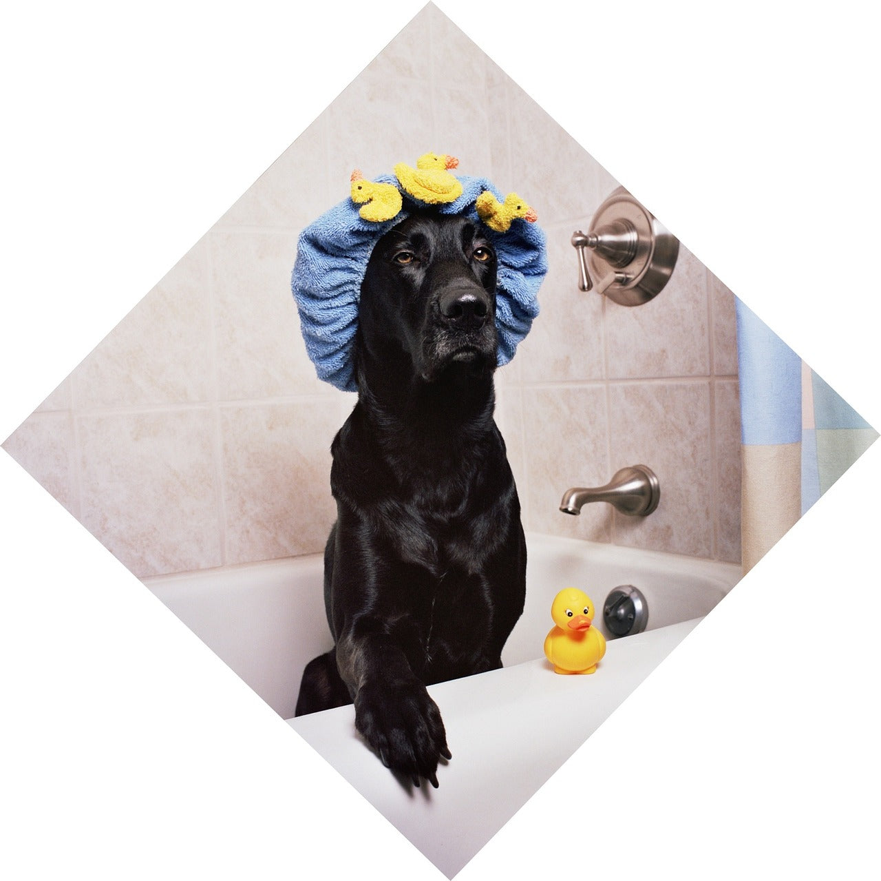 The Best Dog Shampoos for Every Type of Coat