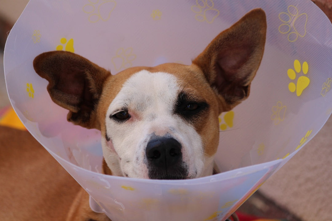 First Aid Kit for Pets
