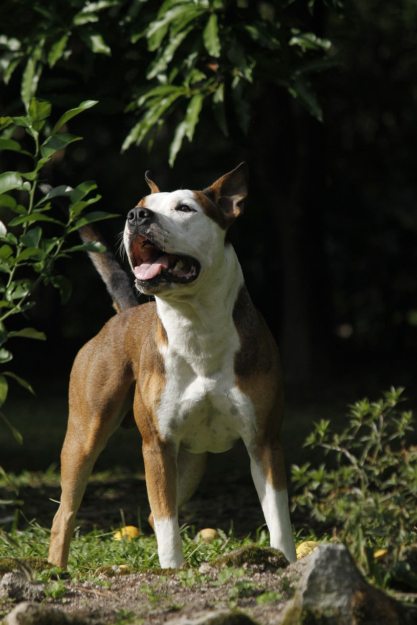 Dangerous Dog Breeds