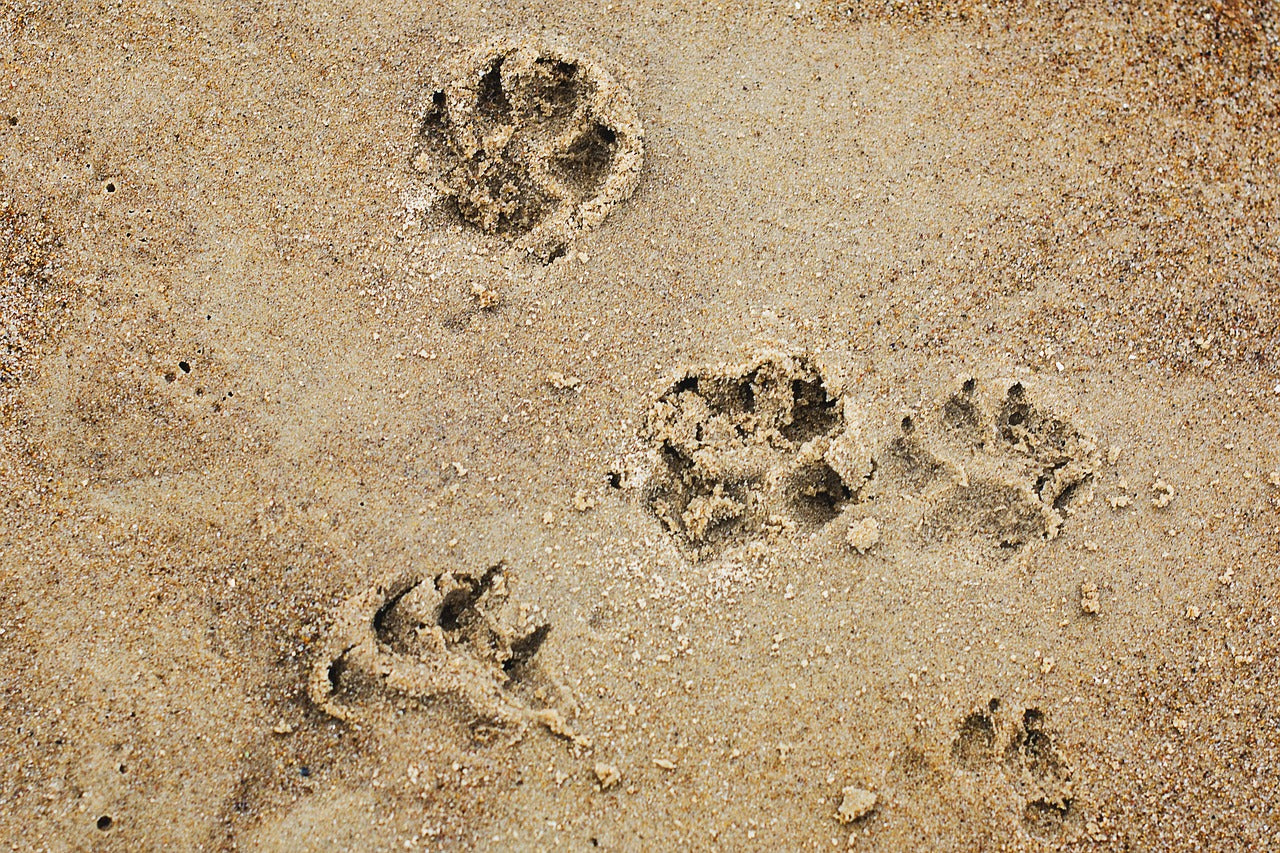Does Dog Inbreeding Matter?