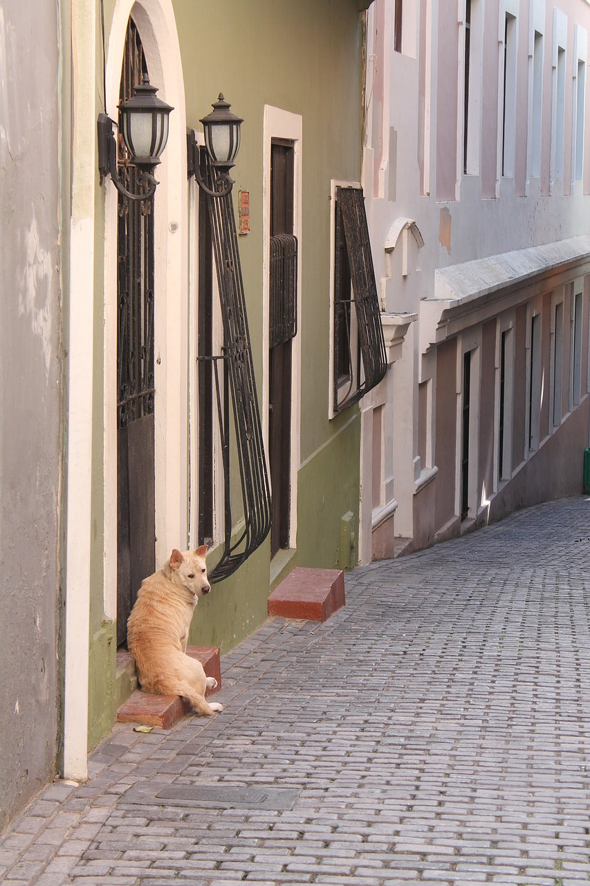 Is Microchipping Your Dog the Right Decision?