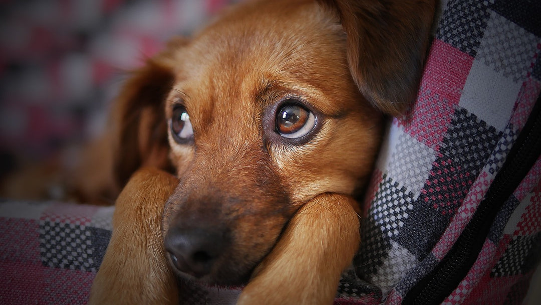 How to Spot Dog Diabetes