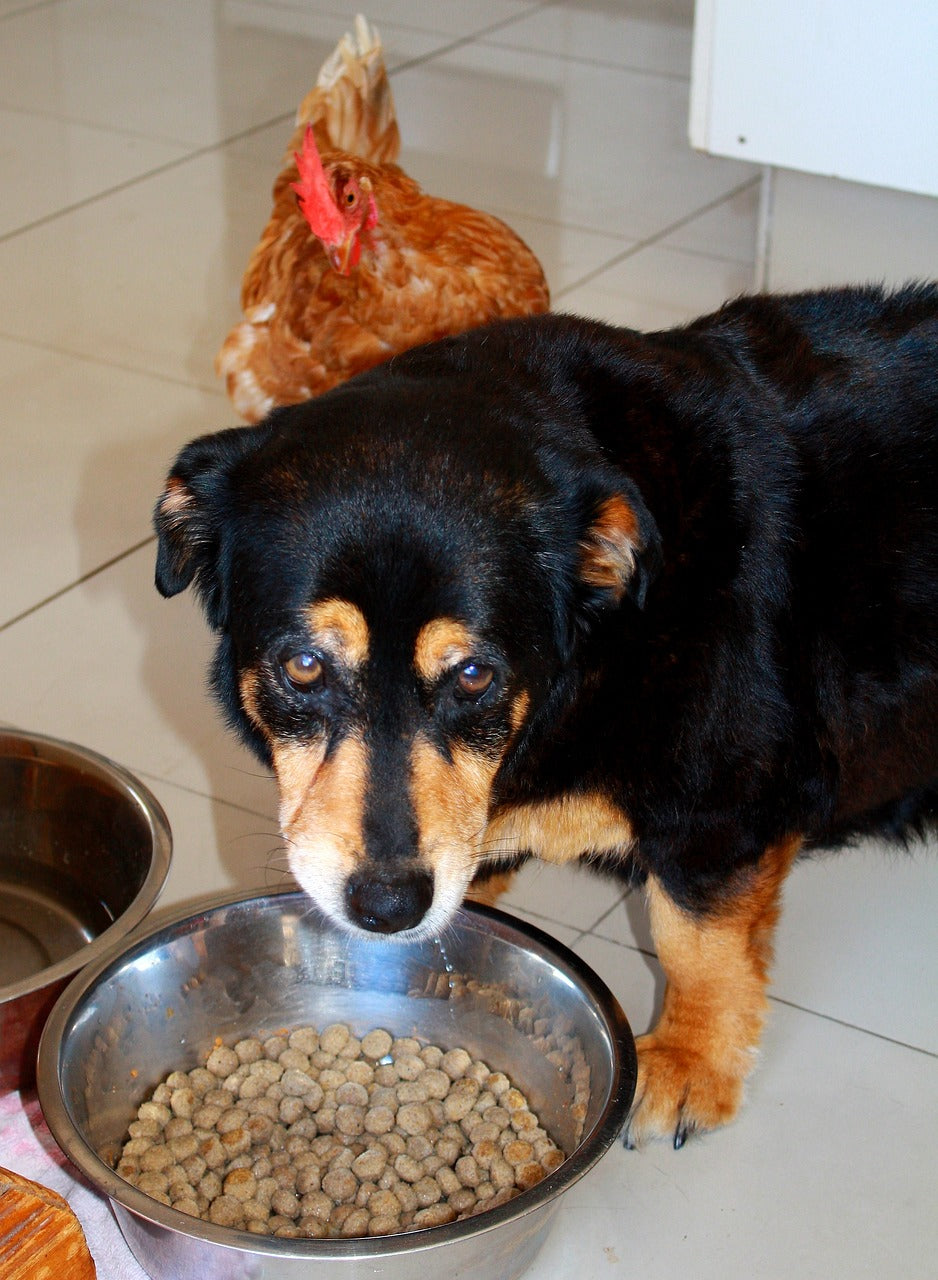 From Food to Allergies: What Might Be Causing Your Dog’s Sensitive Tummy