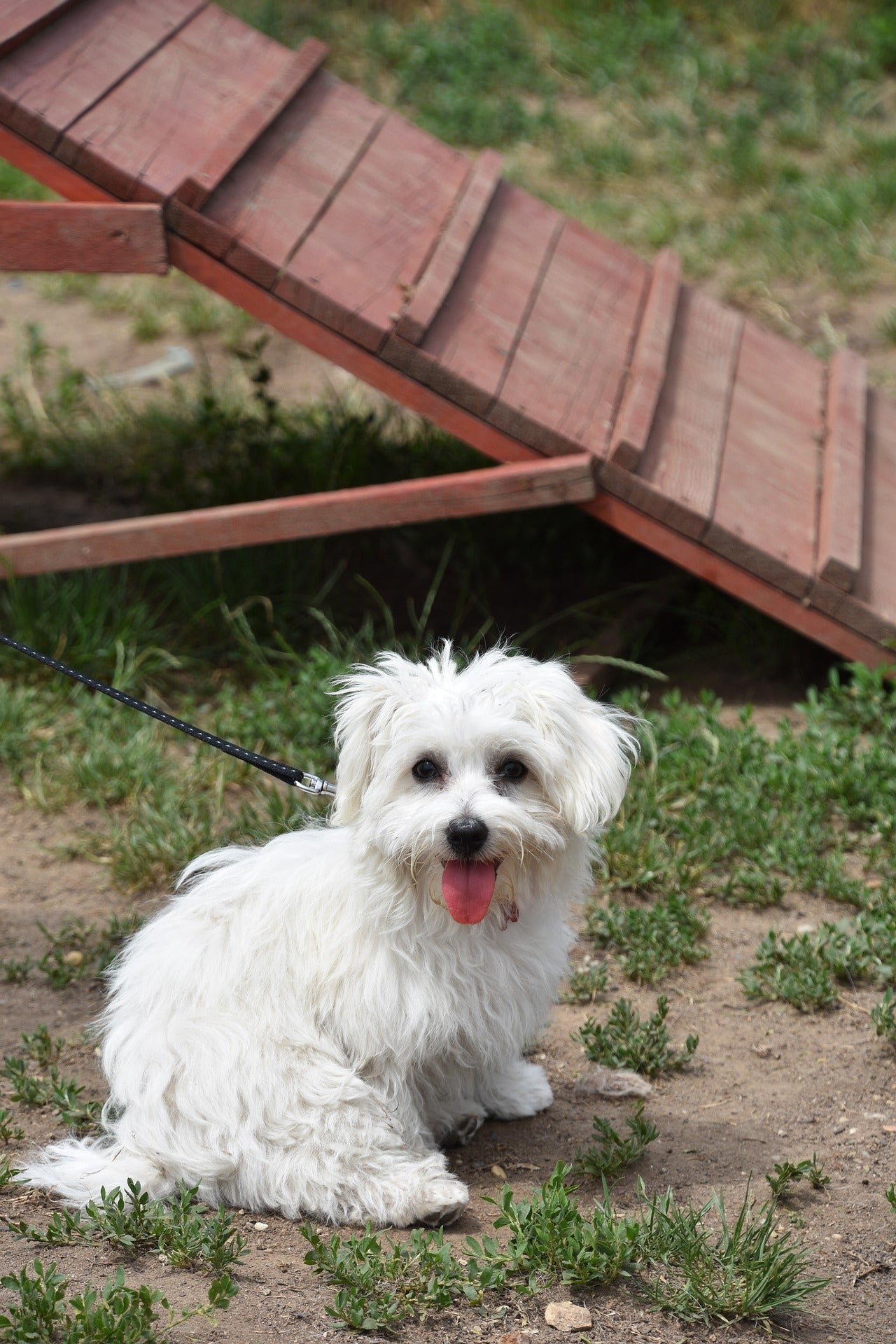 Should Puppy Training be Left to the Professionals?