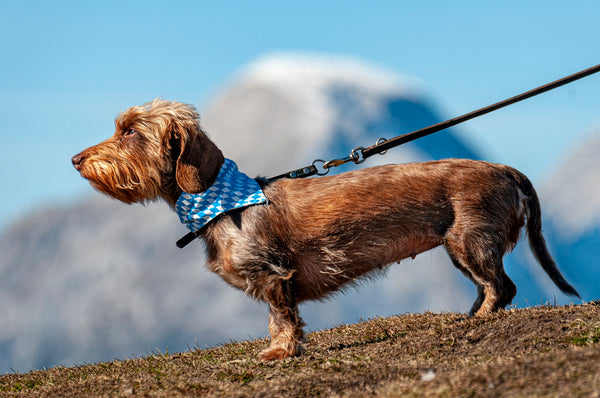 Common Dog Leash Mistakes to Avoid