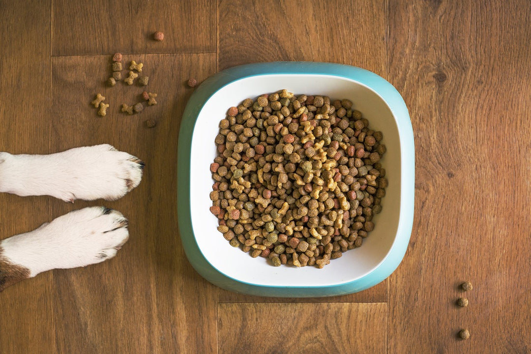 The Best Dog Foods to Keep Your Pooch Healthy and Happy