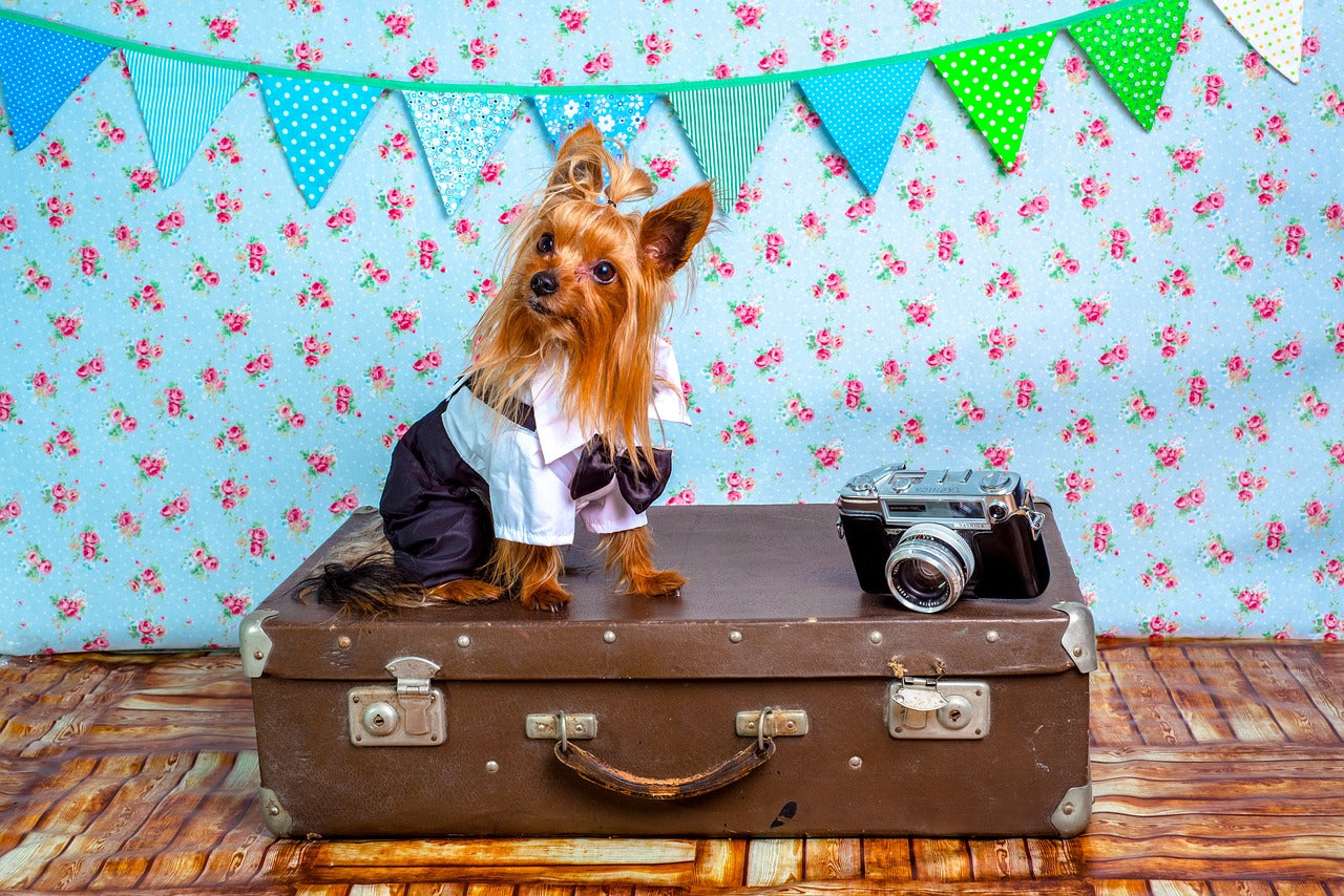 The Best Dog Friendly Travel Destinations in the US