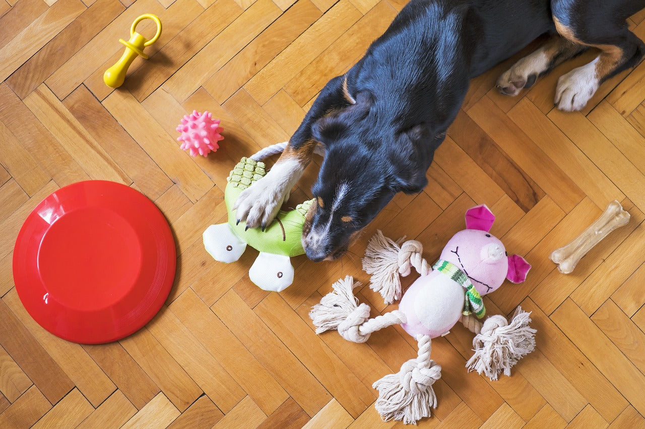 Stop Puppy Chewing: 10 Tips to Curb Your Puppy’s Chewing Habits