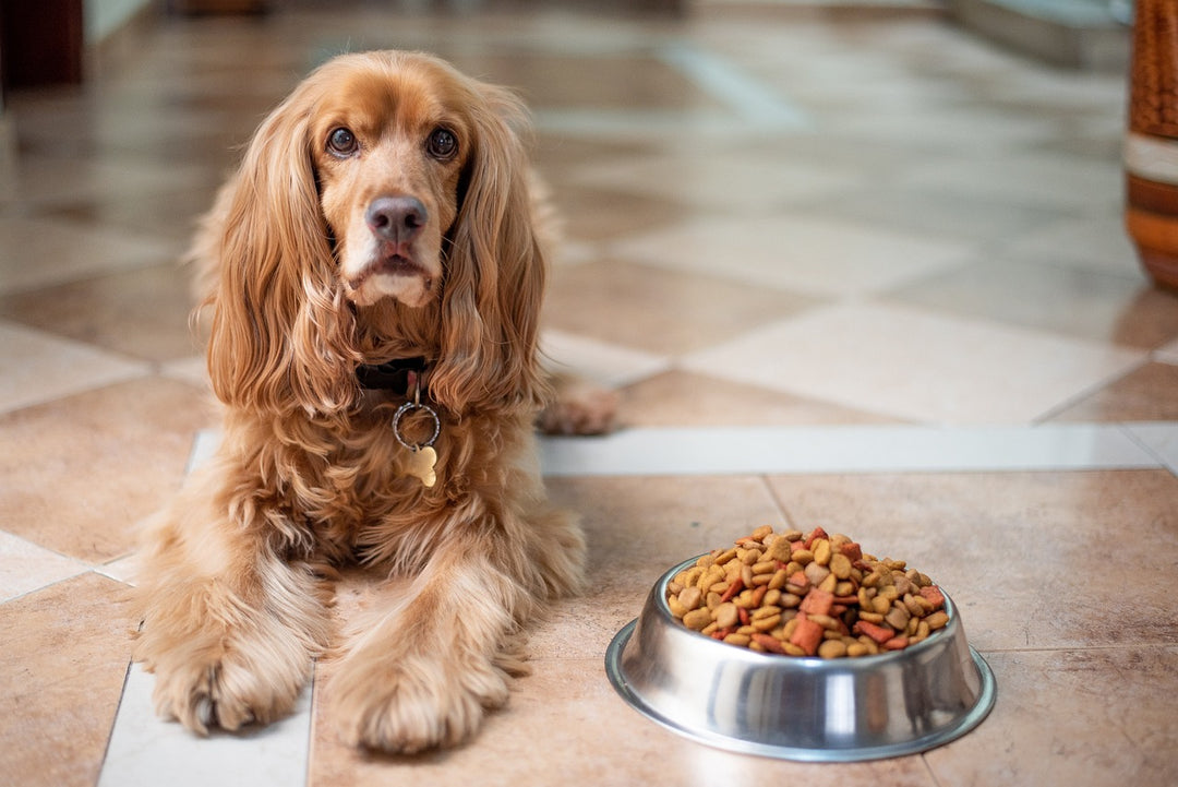 5 Dog Foods for Dogs with Sensitive Tummies