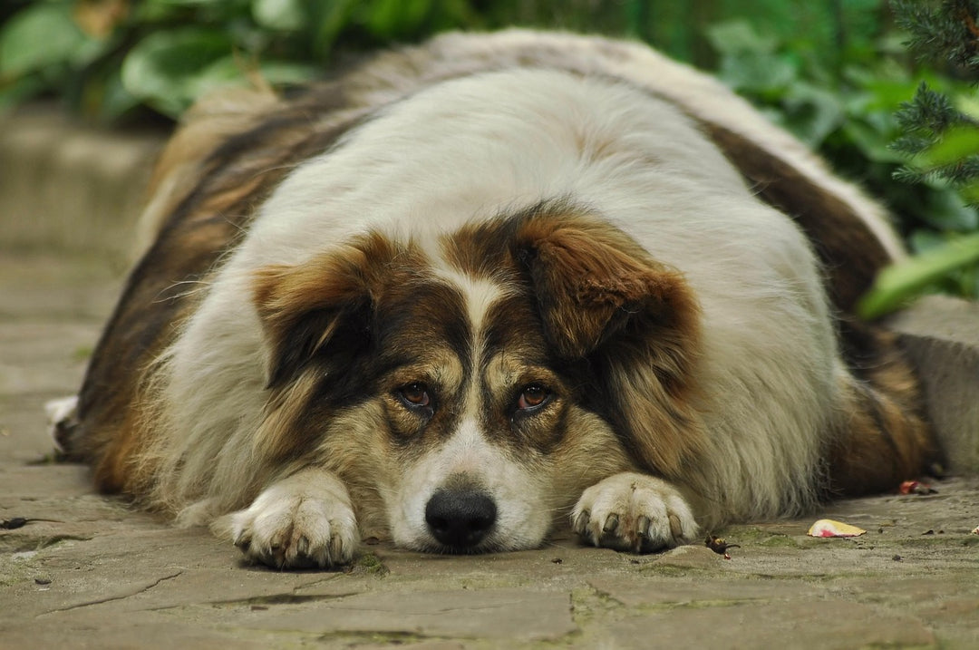 How to Help an Obese Dog