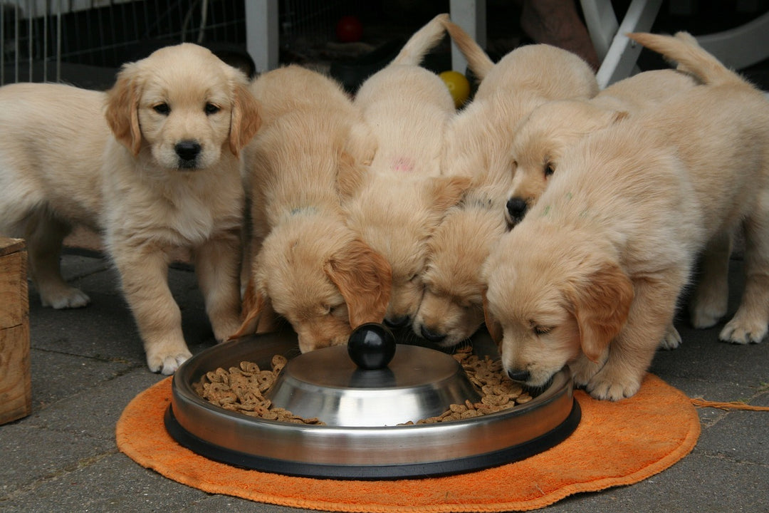 Choosing the Best Dog Food for Your Dog