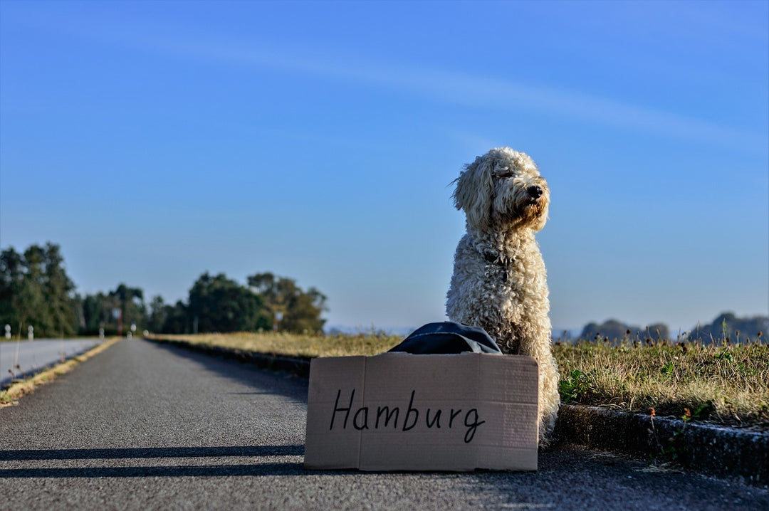 The Ultimate Guide to Travelling with Your Dog
