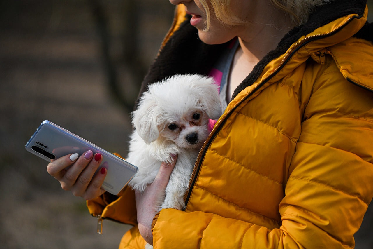 Top Ten Apps For Dog Walkers And Pet Sitters The Mountain Hound top-ten-apps-for-dog-walkers-and-pet-sitters-the-mountain-hound