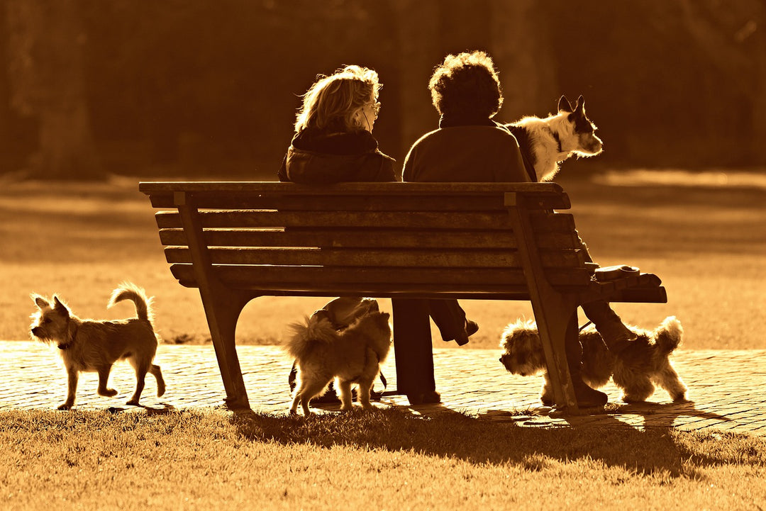 First Trip to the Park: A Dog-Owners Guide