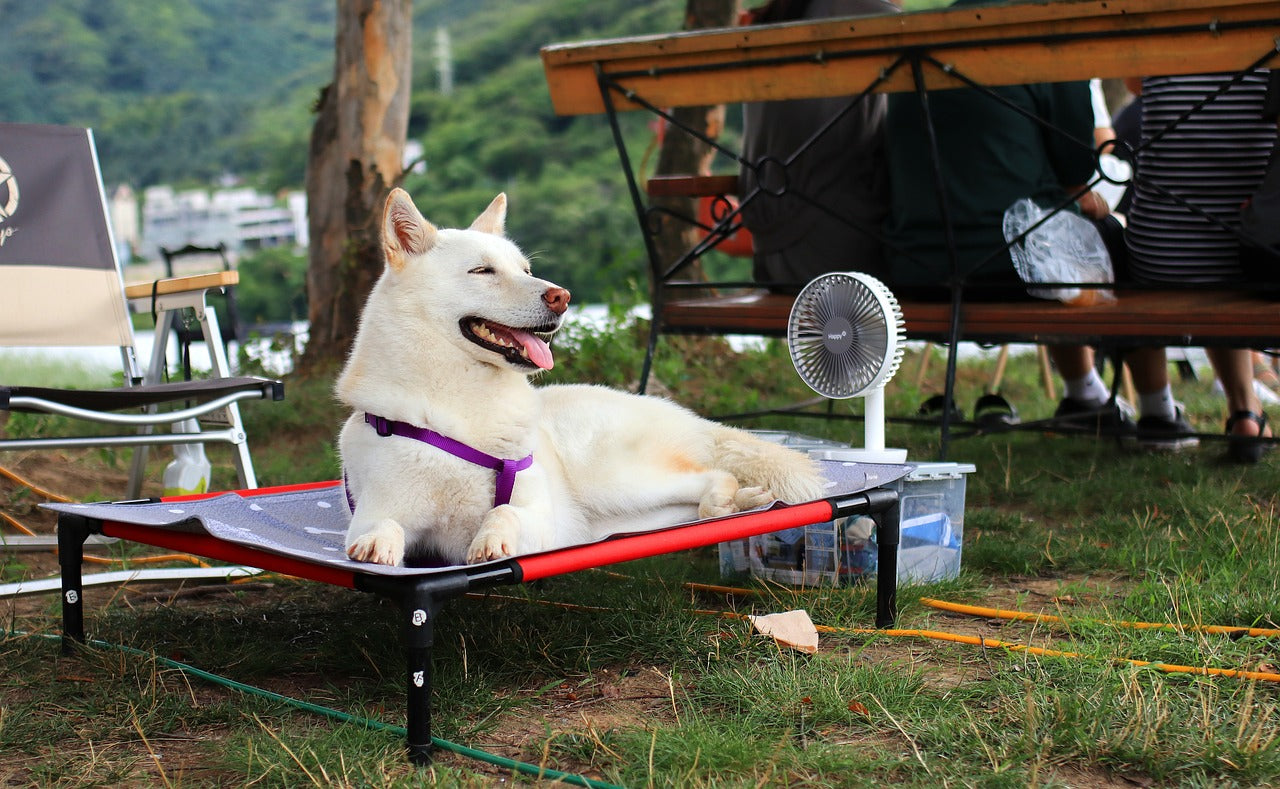 Are Dog Kennels the Best Option When Going on Holiday?
