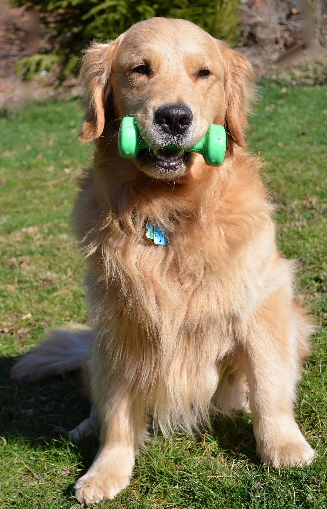 Exercise Tips for Older Hounds