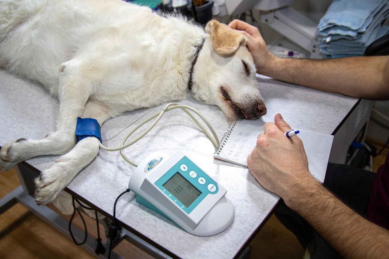 5 Signs It’s Time to Take Your Dog to the Vet