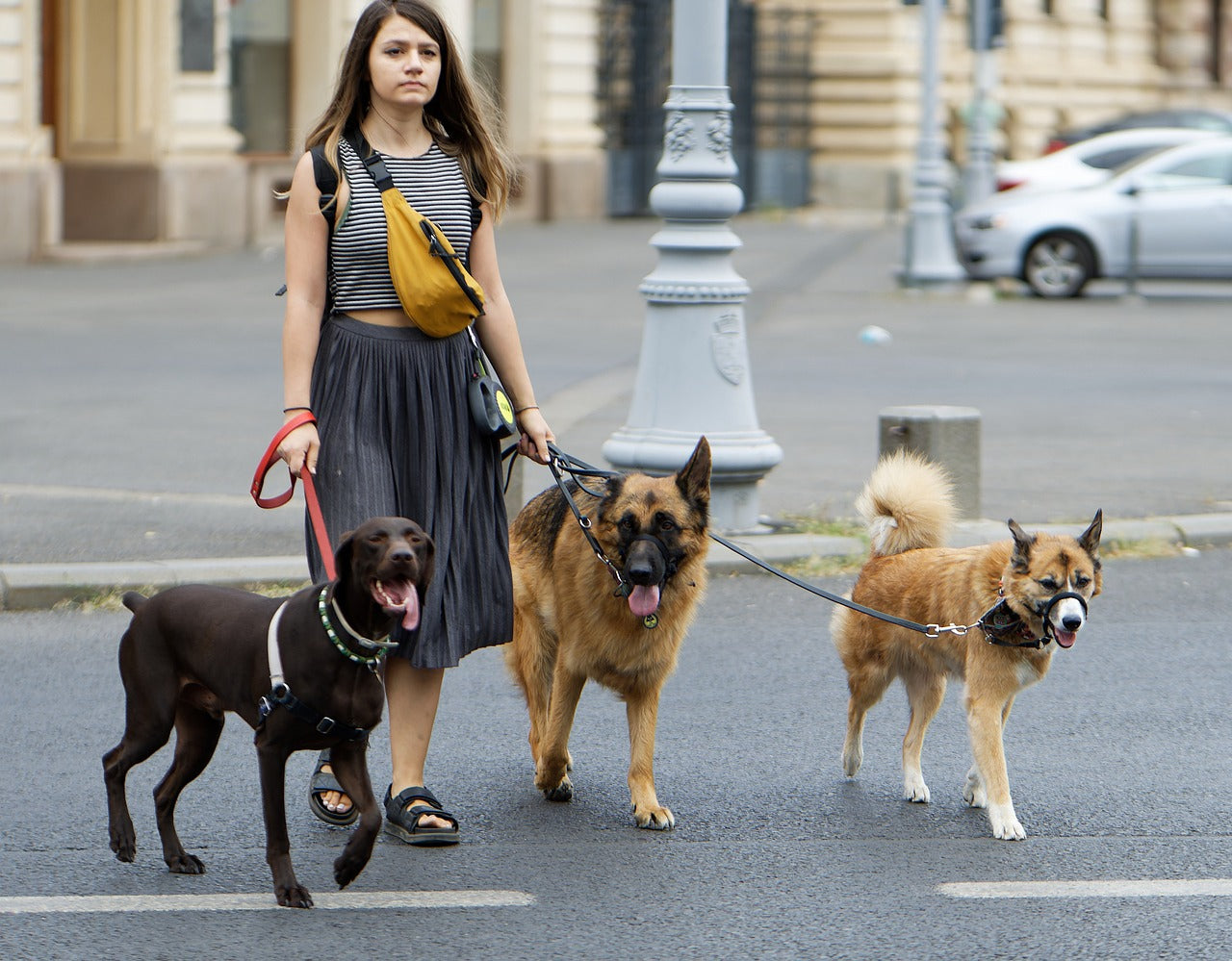 5 Essentials for Dog Walking