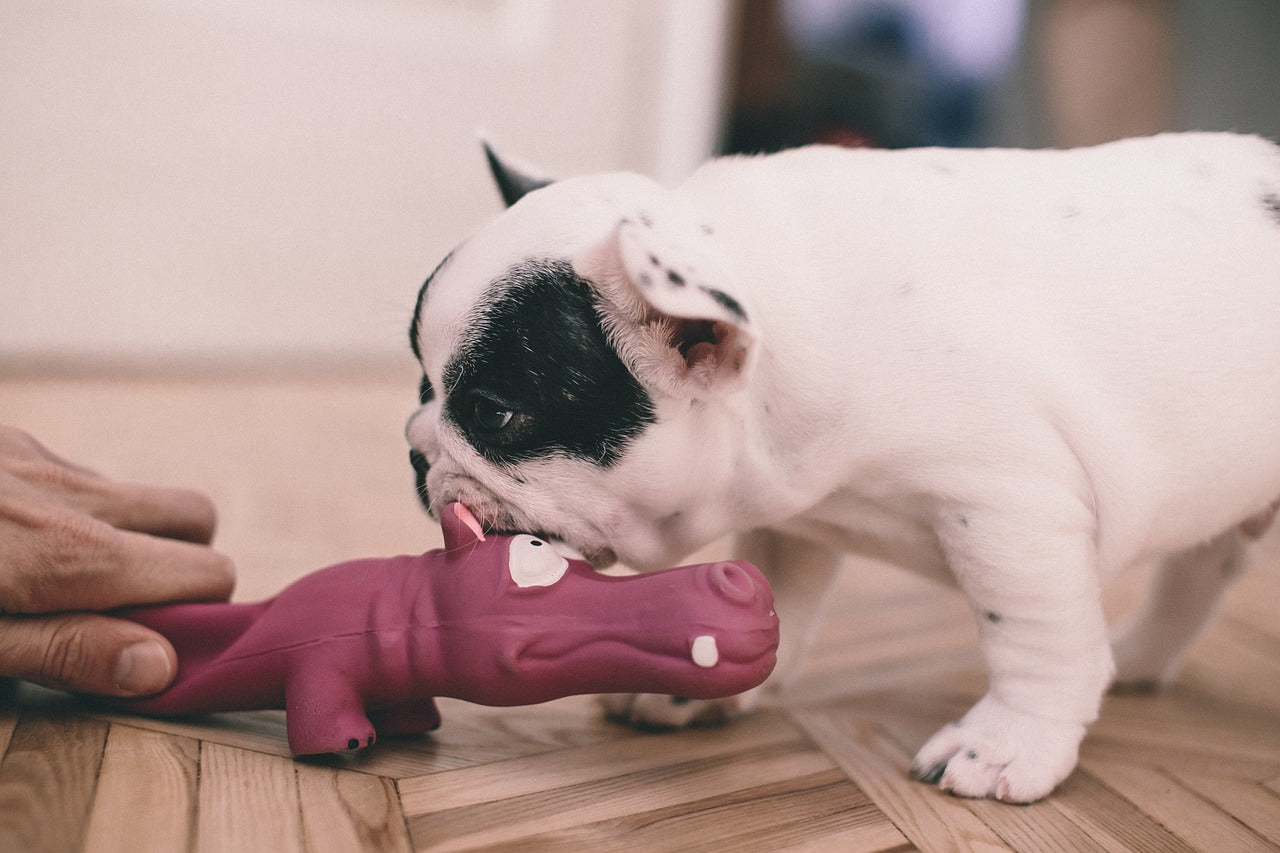 Brain Training for Dogs