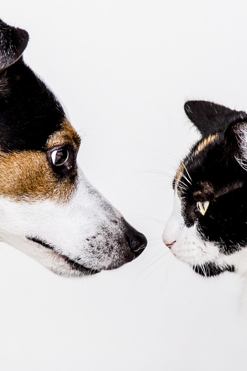 Why do Dogs and Cats Hate Each Other?