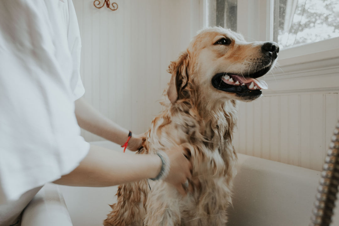 The Benefits of Grooming Your Dog: From Physical to Mental Health