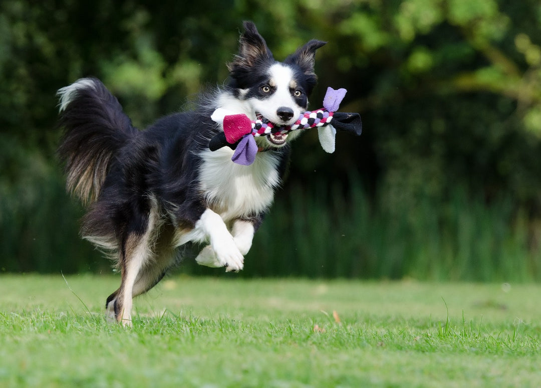 DIY Games for Active Dogs