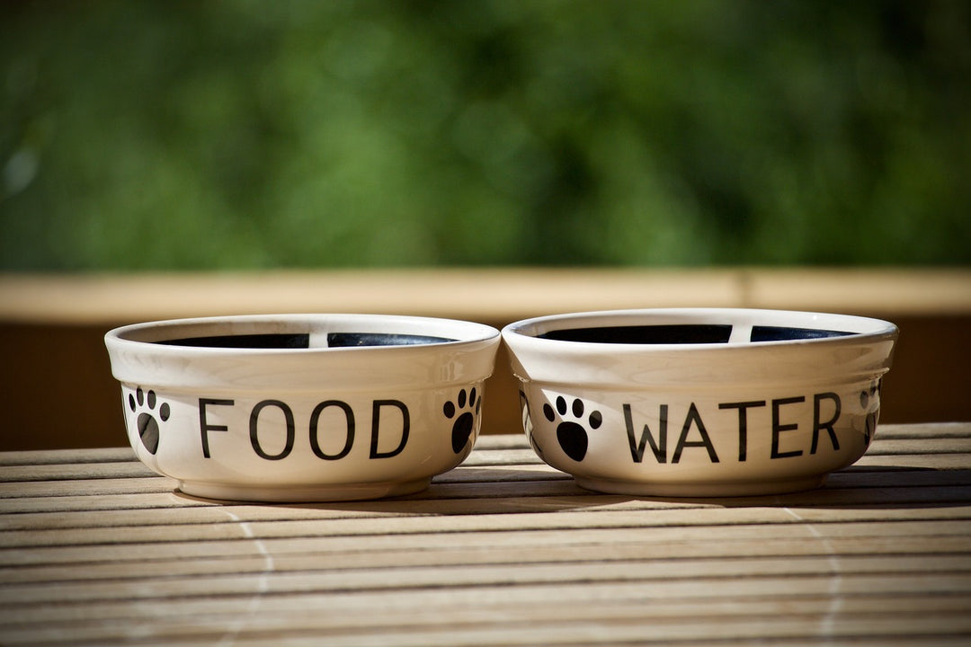 The Best Feeding Bowls for Dogs