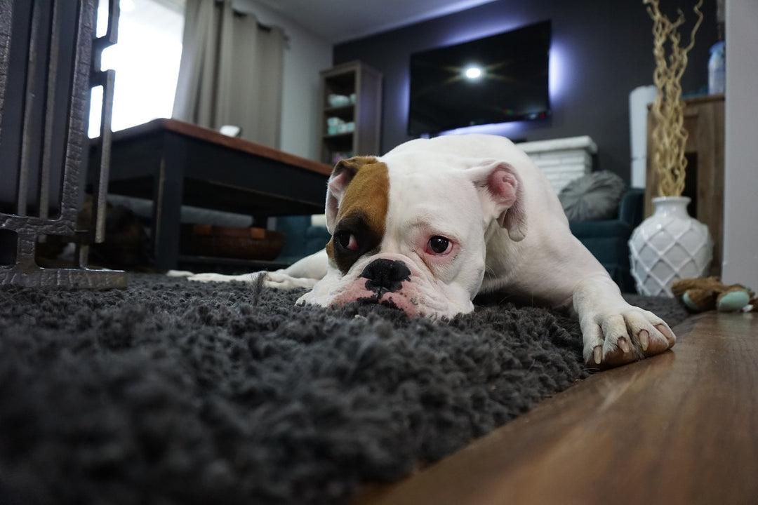 Is Your Dog Depressed? 5 Warning Signs to Look Out For