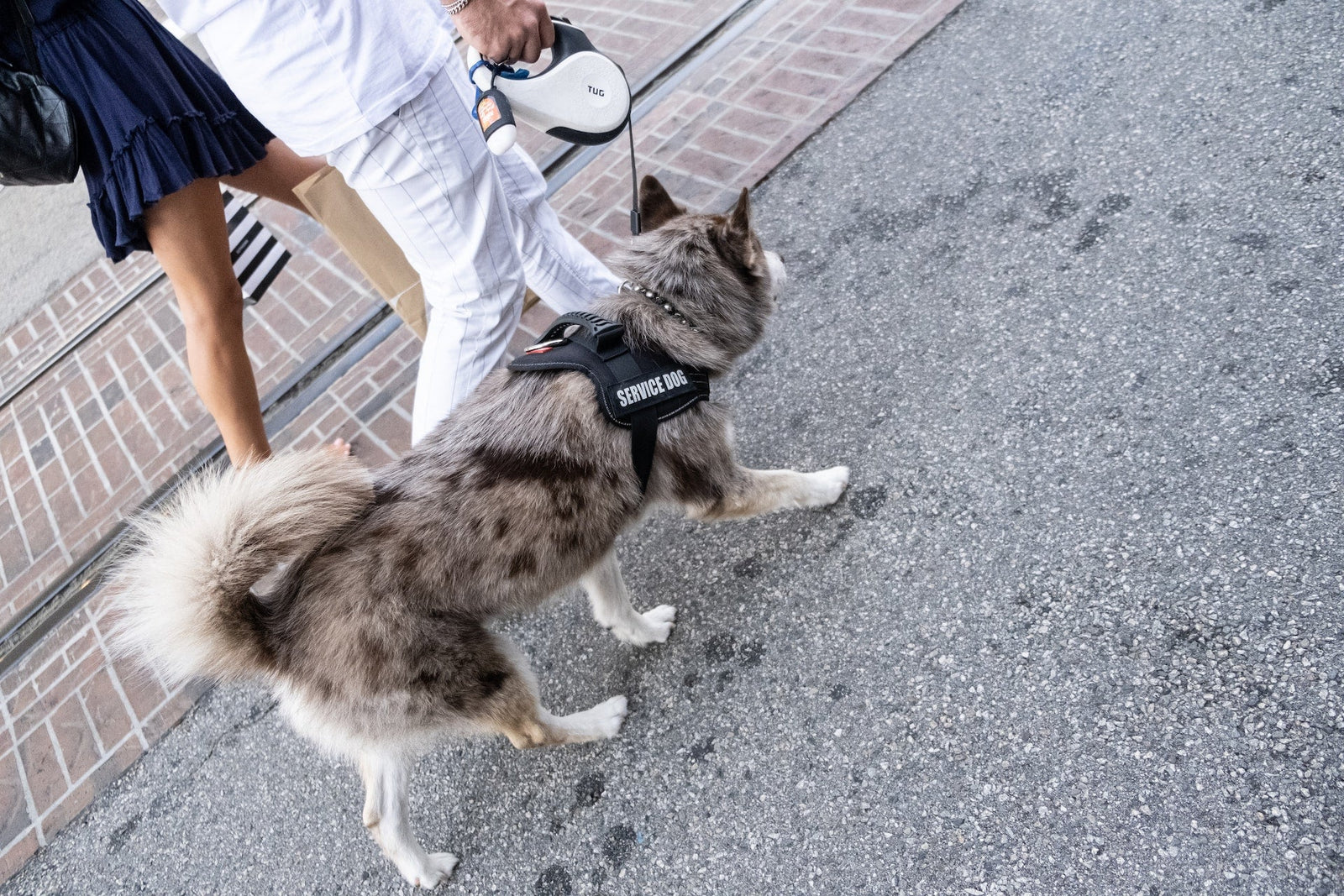 Do Leash Laws Apply to Service Dogs?