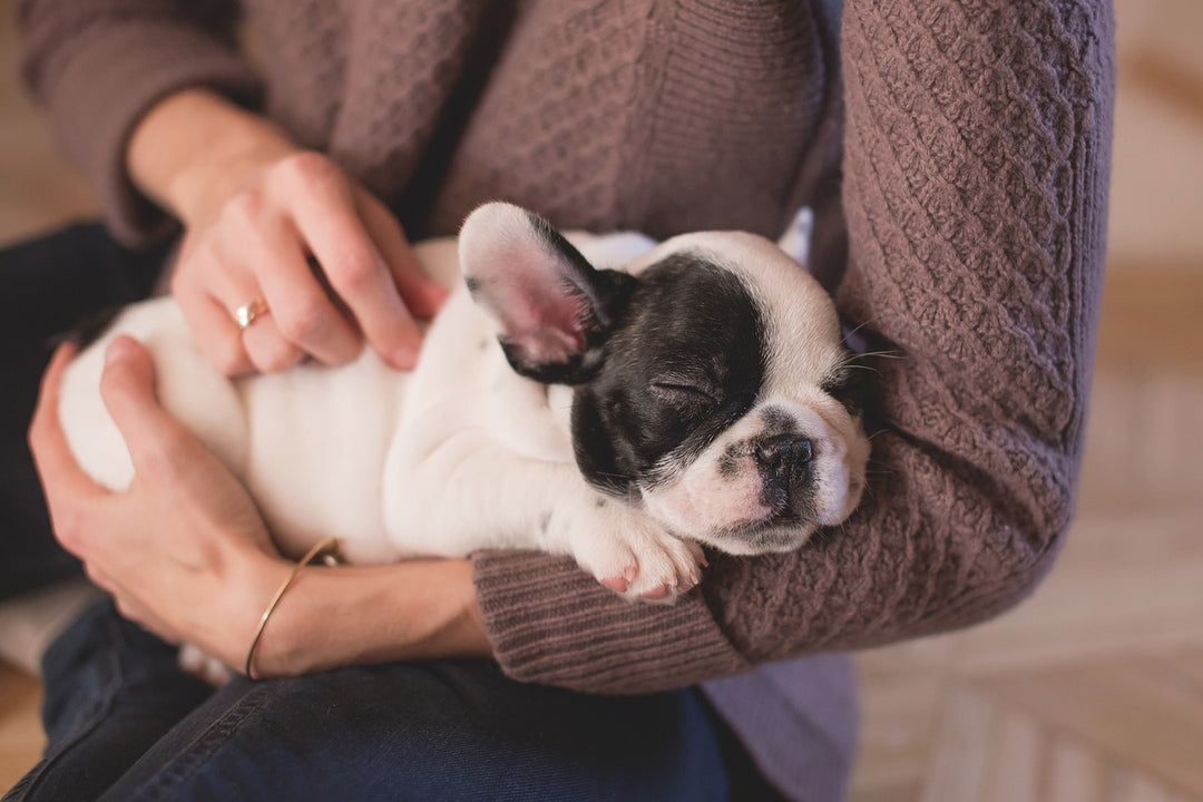 How to Soothe a Crying Puppy