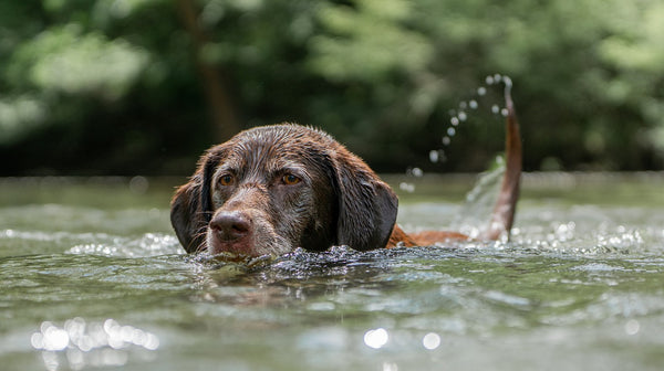 10 Cool Things You Didn’t Know You Could Do With Your Dog