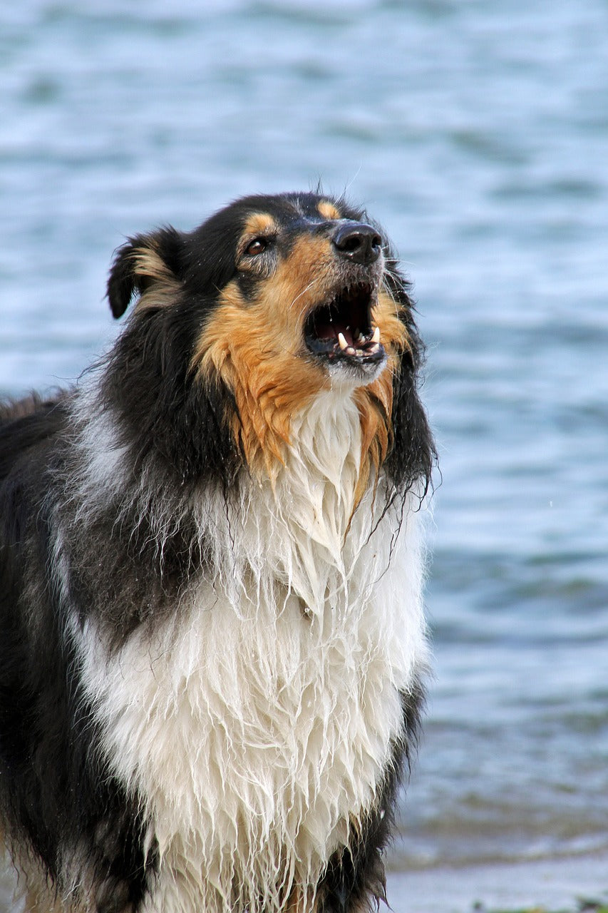 SILENCE! 10 Ways to Quickly Stop Your Dog’s Barking