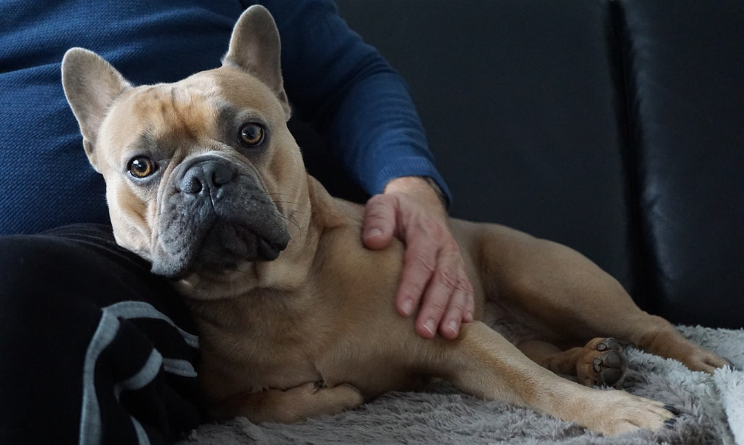 Should Your Hound Be Allowed on the Sofa?