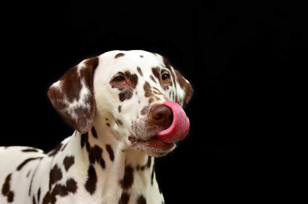 The Impact of Breeding Fashionable Dogs