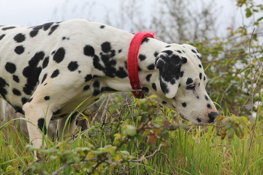 5 Plants That are Toxic for Hounds