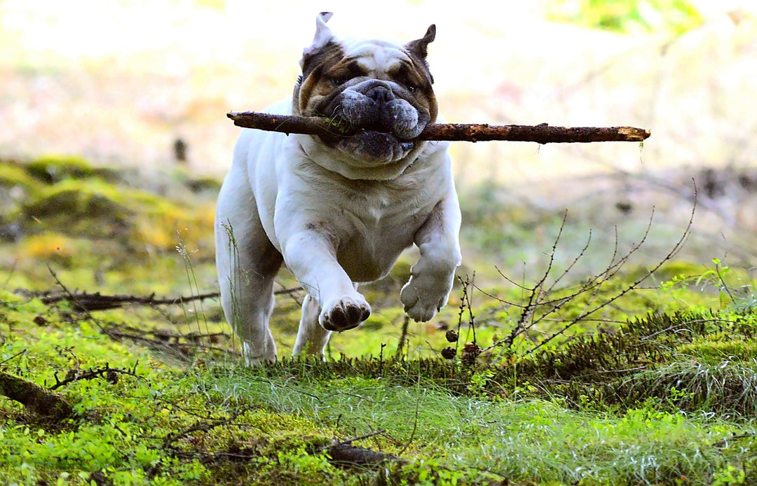 10 Signs Your Hound Is Happy