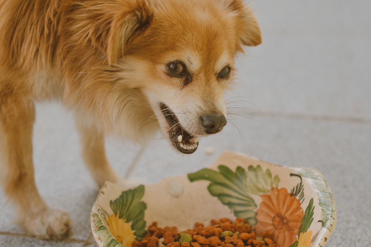 How to Manage Food Aggression in Dogs