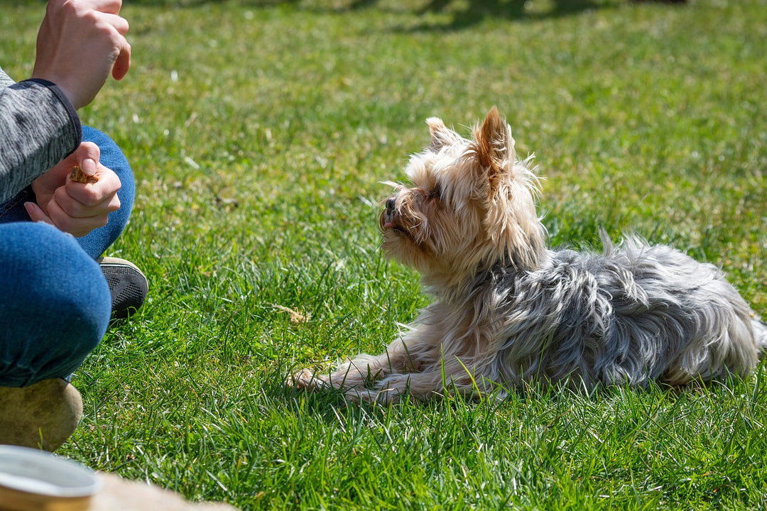 Is Your Hound Losing Their Hearing?