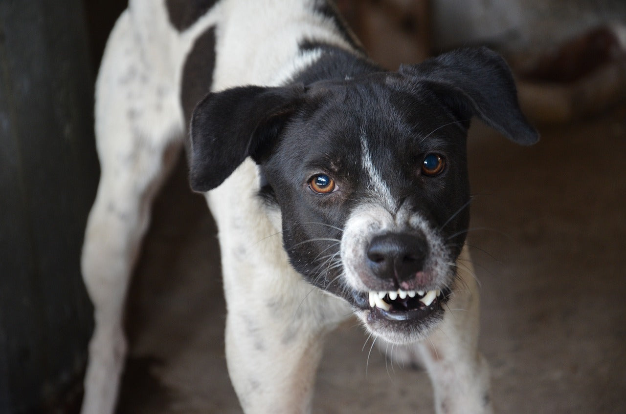 Can Your Hound Sense if Someone is Bad?