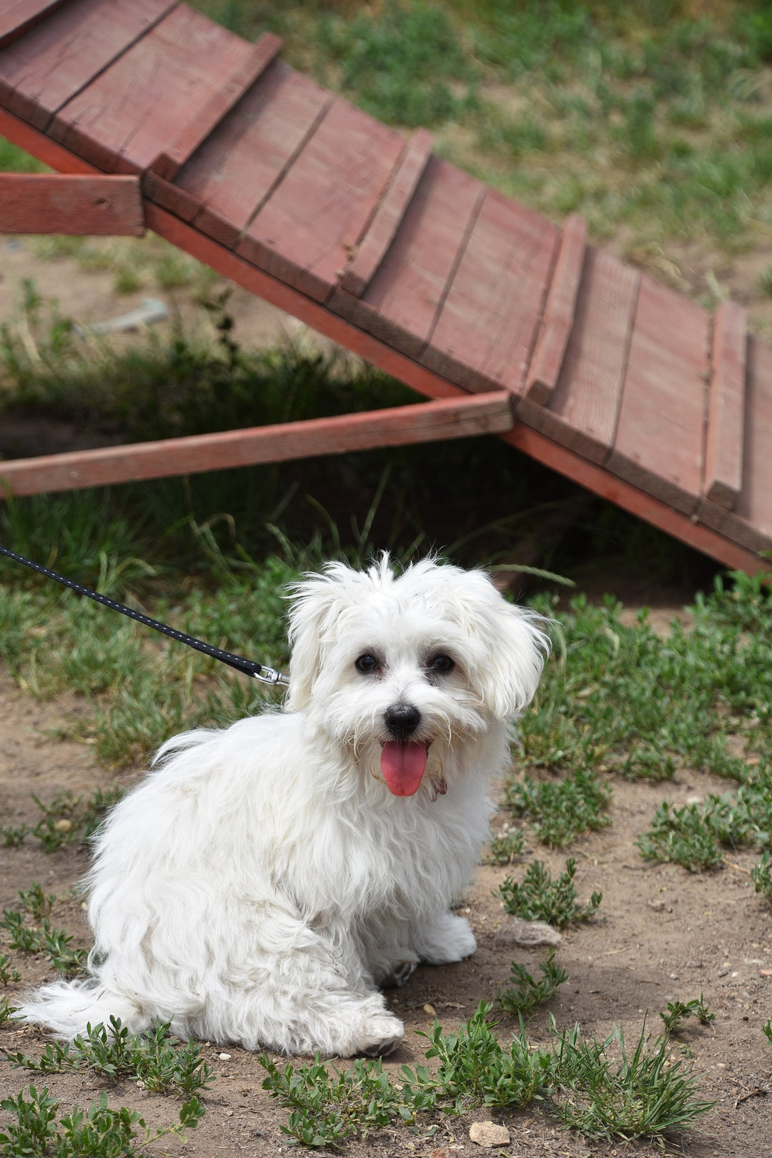 Should Puppy Training be Left to the Professionals?