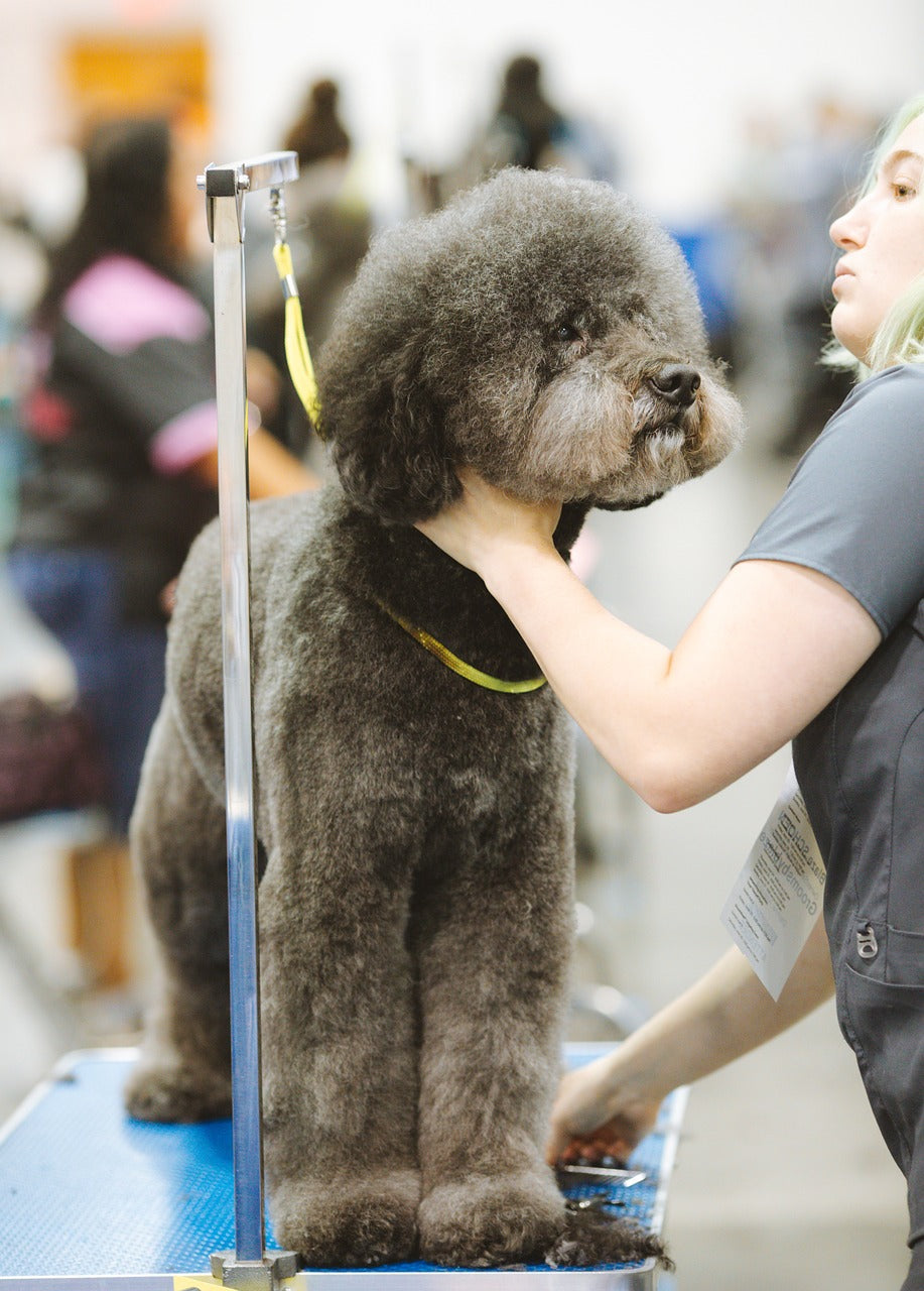 Pros and Cons of Hiring a Professional Dog Groomer