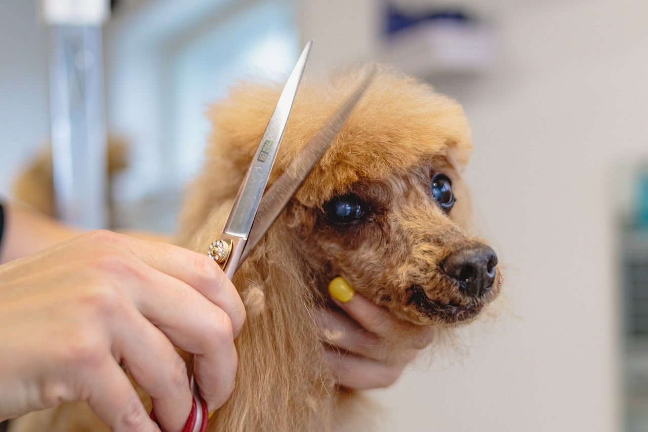 10 Tips for Hiring a Professional Dog Groomer