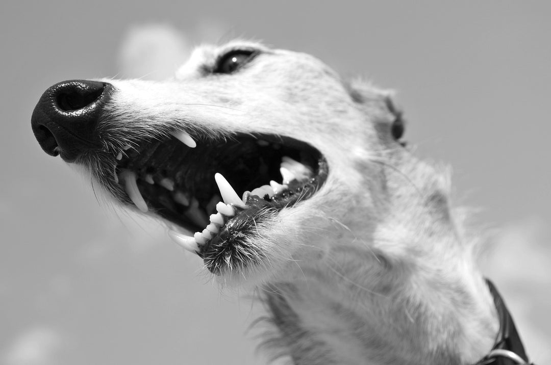 My Dog Bit Someone – What Do I Do Now?