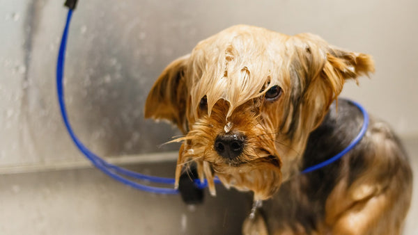 The Ultimate Guide to Grooming Your Dog