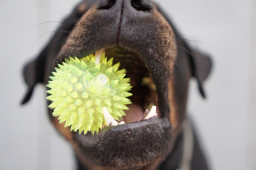 Why Hounds Need Dental Care