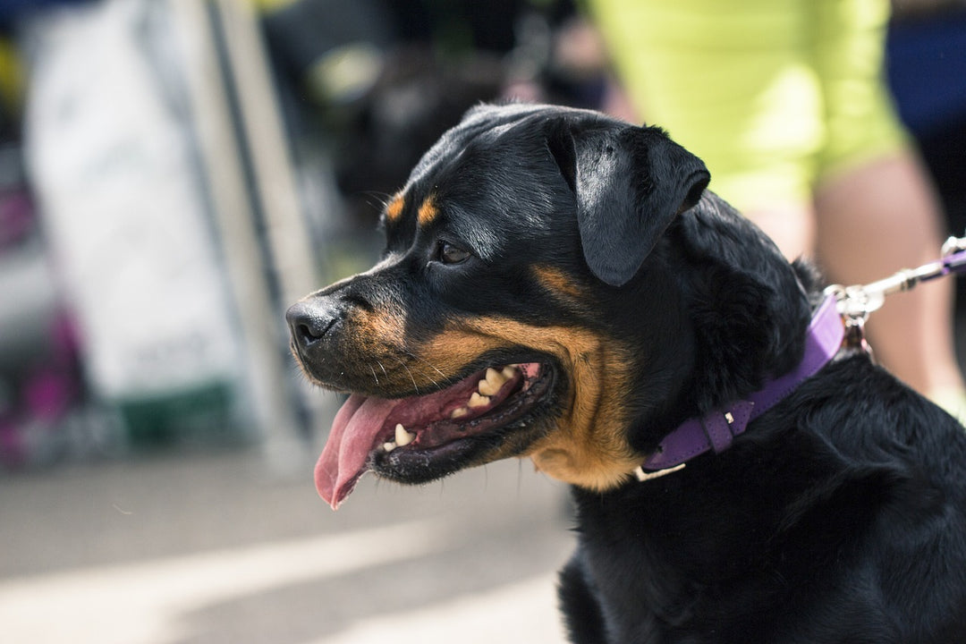 These Dog Breeds Make the Best Guard Dogs