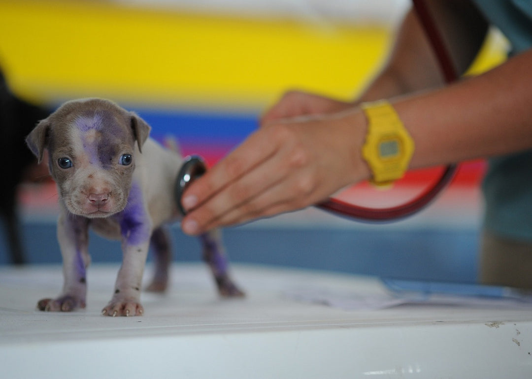 Your Puppy's First Vet Visit: What to Expect