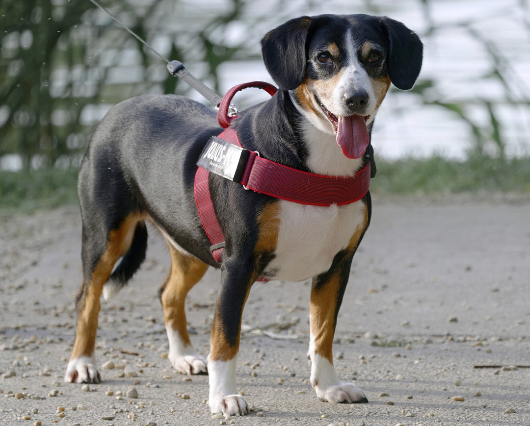 Dog Leash Types Which One is Best for Your Hound?